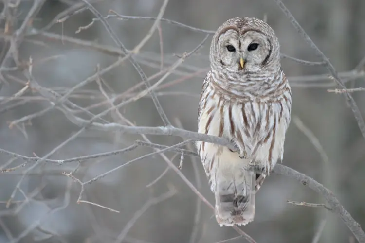 Streifenkauz sitzt auf einem kahlen Ast im Winterwald