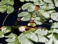 Blühende Seerose zwischen Seerosenblättern auf dunklem Teichwasser